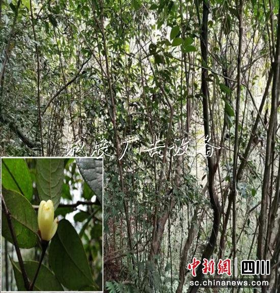 　濒危野生植物“小黄花茶”生长群。涂为熙 摄